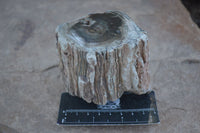 Polished Petrified Wood Branch Pieces  x 3 From Gokwe, Zimbabwe - Toprock Gemstones and Minerals 