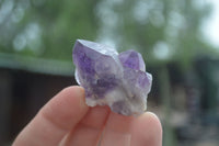 Natural Single Amethyst Crystals  x 35 From Zambia - Toprock Gemstones and Minerals 