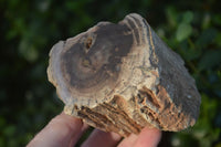 Polished Petrified Wood Branch Pieces  x 3 From Gokwe, Zimbabwe - Toprock Gemstones and Minerals 