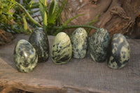 Polished Leopard Stone Standing Free Forms  x 6 From Zimbabwe - Toprock Gemstones and Minerals 