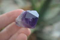 Natural Single Amethyst Crystals  x 35 From Zambia - Toprock Gemstones and Minerals 