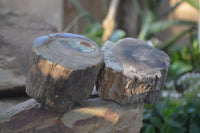 Polished Petrified Wood Branch Pieces  x 3 From Gokwe, Zimbabwe - Toprock Gemstones and Minerals 