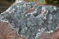 Natural Drusy Coated Ball Malachite On Dolomite Specimen  x 1 From Likasi, Congo