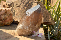 Natural Large Smokey Quartz Crystal x 1 From Mt. Mulanje, Malawi - TopRock