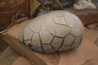 Polished Septerye Sauvage "Dragons Egg" x 1 From Mahajanga, Madagascar - TopRock