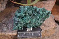 Natural Chatoyant Silky Malachite Specimen x 1 From Kasompe, Congo