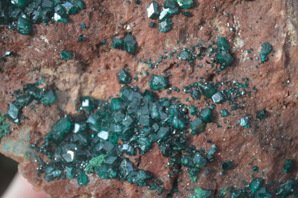 Natural Emerald Dioptase On Red Dolomite Matrix Specimen  x 1 From Likasi, Congo