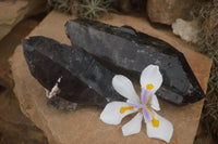 Natural Large Single Morion Smokey Quartz Crystals  x 2 From Melanje, Malawi - TopRock