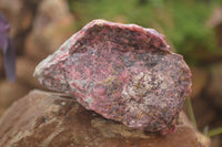 Natural Rough Pink Rhodonite Specimens  x 5 From Zimbabwe