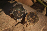 Polished Petrified Wood Branch Pieces x 2 From Gokwe, Zimbabwe