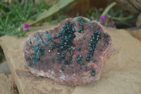 Natural Emerald Dioptase On Red Dolomite Matrix Specimen  x 1 From Likasi, Congo