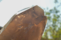 Natural Large Smokey Quartz Crystal x 1 From Mt. Mulanje, Malawi - TopRock