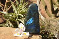 Polished Labradorite Standing Free Form With Deep Blue Flash x 1 From Sakoany, Madagascar - TopRock