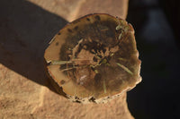 Polished Petrified Wood Branch Pieces x 2 From Gokwe, Zimbabwe