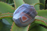 Polished River Agate Nodules  x 6 From Zimbabwe