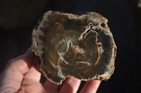 Polished Petrified Wood Branch Pieces x 2 From Gokwe, Zimbabwe