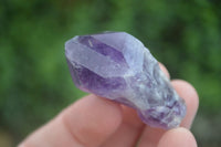 Natural Single Amethyst Crystals  x 35 From Zambia - Toprock Gemstones and Minerals 