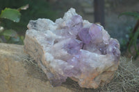 Natural Jacaranda Amethyst Cluster x 1 From Mumbwa, Zambia - TopRock