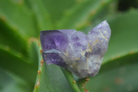 Natural Single Amethyst Crystals  x 35 From Zambia - Toprock Gemstones and Minerals 