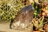 Natural Large Smokey Quartz Crystal x 1 From Mt. Mulanje, Malawi - TopRock