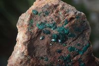 Natural Emerald Dioptase On Red Dolomite Matrix Specimen  x 1 From Likasi, Congo