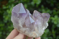 Natural Jacaranda Amethyst Clusters  x 3 From Zambia - Toprock Gemstones and Minerals 