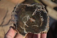 Polished Petrified Wood Branch Pieces x 2 From Gokwe, Zimbabwe