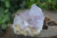 Natural Cactus Flower Amethyst Clusters  x 6 From Boekenhouthoek, South Africa - Toprock Gemstones and Minerals 