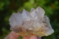 Natural Cactus Flower Amethyst Clusters  x 6 From Boekenhouthoek, South Africa - Toprock Gemstones and Minerals 