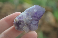 Natural Single Amethyst Crystals  x 35 From Zambia - Toprock Gemstones and Minerals 