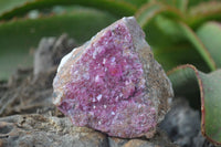 Natural Pink Salrose Cobaltion Dolomite Specimens  x 6 From Kakanda, Congo