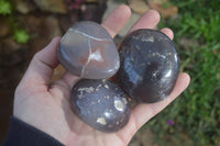 Polished River Agate Palm Stones  x 16 From Sashe River, Zimbabwe