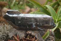 Natural Large Single Morion Smokey Quartz Crystals  x 2 From Melanje, Malawi - TopRock