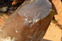 Natural Large Smokey Quartz Crystal x 1 From Mt. Mulanje, Malawi - TopRock