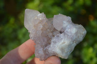 Natural Cactus Flower Amethyst Clusters  x 6 From Boekenhouthoek, South Africa - Toprock Gemstones and Minerals 