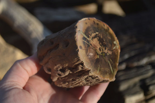 Polished Petrified Wood Branch Pieces x 2 From Gokwe, Zimbabwe