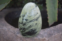 Polished Leopard Stone Standing Free Forms  x 6 From Zimbabwe - Toprock Gemstones and Minerals 