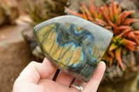 Polished Labradorite Standing Free Forms With Intense Blue & Gold Flash x 3 From Tulear, Madagascar - TopRock