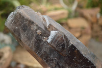 Natural Large Single Morion Smokey Quartz Crystals  x 2 From Melanje, Malawi - TopRock