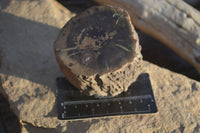 Polished Petrified Wood Branch Pieces x 2 From Gokwe, Zimbabwe