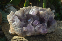 Natural Jacaranda Amethyst Cluster x 1 From Mumbwa, Zambia - TopRock