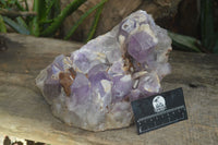 Natural Jacaranda Amethyst Cluster x 1 From Mumbwa, Zambia - TopRock