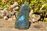 Polished Labradorite Standing Free Form With Deep Blue Flash x 1 From Sakoany, Madagascar - TopRock