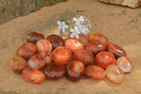 Polished Mini Carnelian Agate Palm Stones  x 35 From Madagascar - TopRock