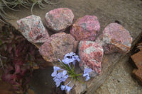 Natural Rough Red Rhodonite Specimens  x 6 From Zimbabwe - TopRock