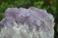 Natural Large Jacaranda Amethyst Vug Specimen  x 1 From Mumbwa, Zambia - Toprock Gemstones and Minerals 