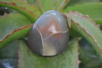 Polished River Agate Palm Stones  x 16 From Sashe River, Zimbabwe