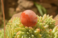 Polished Mini Carnelian Agate Palm Stones  x 35 From Madagascar - TopRock