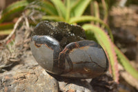 Polished Septerye Sauvage "Dragon" Eggs x 2 From Mahajanga, Madagascar - TopRock