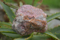 Natural Rough Red Rhodonite Specimens  x 6 From Zimbabwe - TopRock